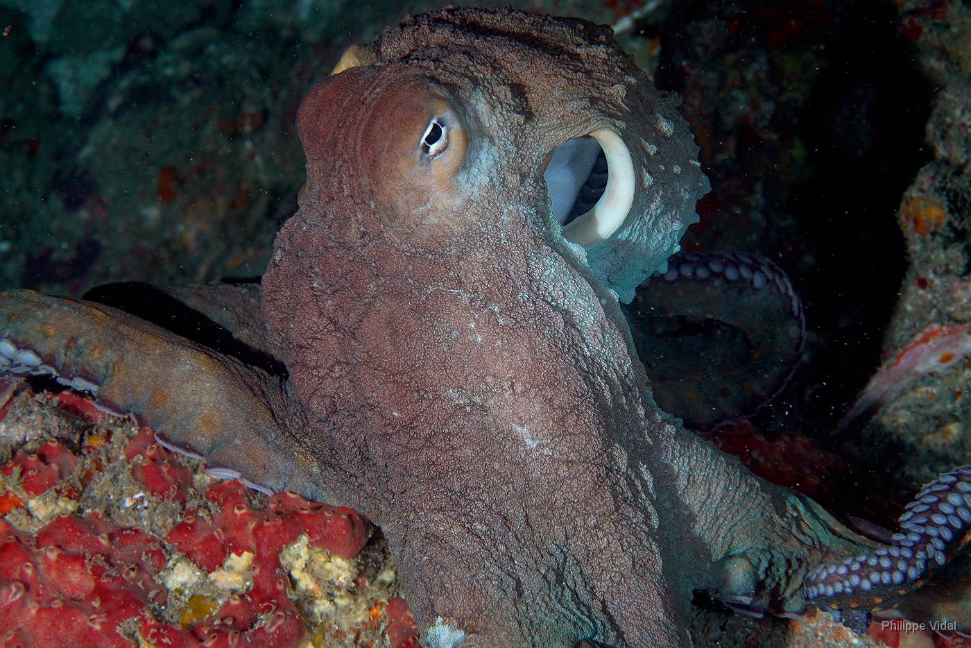 Birmanie - Mergui - 2018 - DSC03115 - Day Octopus - Poulpe - Octopus Cyanea.JPG